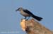 cgreyjay_8921