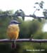 gkingbird_6375