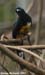 ktrogon_8616