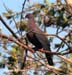 lredbill_8627