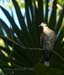 mwhitewingeddove_7164