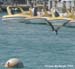 bfrigatebird_6959