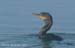 ccomorant_8751