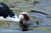 dmuscovy_2056