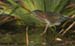 eheron_8836