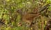 fchachalaca_0178