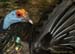 goscellatedturkey_7352