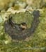 hhcaveswallow_6629