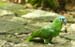 iparrot_7304