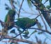 jparrots_8588