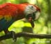 kmacaw_7289