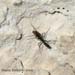 ant_4641C