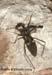 bug_4657