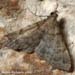 moth_4660