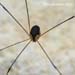 spider3