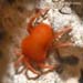 tick-thing-3
