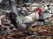chicken7