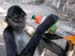 monkey5