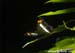 butterfly_7586