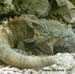 iguanas_7635