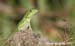 lizard_9129